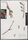 Foto von Salix xanthicola K. I. Chr.